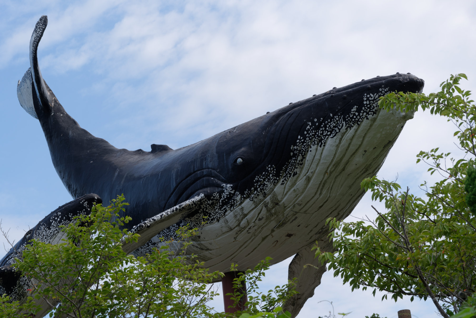 和歌山県太地町でクジラ肉を食べる
